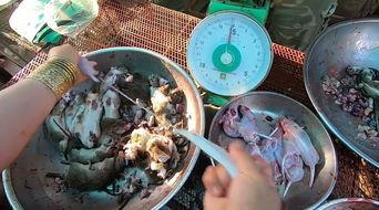 食物爆料视频大全最新版,食物爆料视频大全盘点  第1张